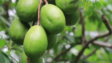 Fresh natural green fruits on the tree slow moving video