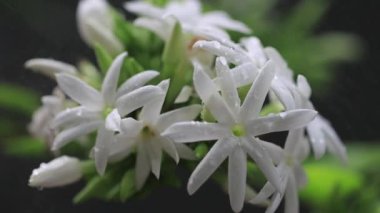 Beautiful white flowers slow motion stock footage