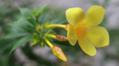 Yellow flower slow motion stock footage