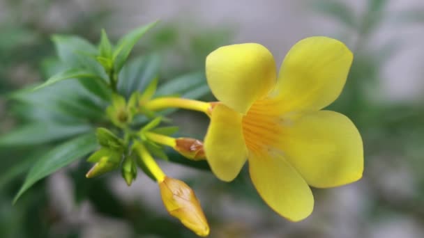 Yellow Flower Slow Motion Stock Footage — Stock video