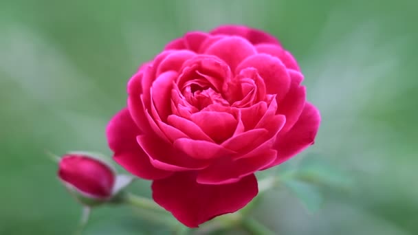 Beautiful Red Rose Stock Footage — Αρχείο Βίντεο