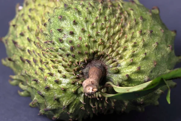Beyaz arka planda tropikal bir meyve. Soursop 'un inanılmaz sağlık faydaları var.