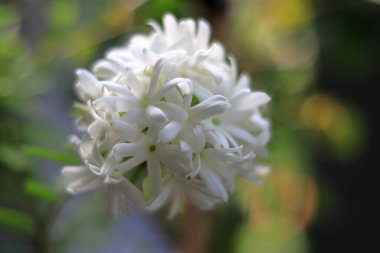 Beautiful white flower isolated in nature 