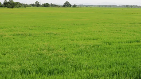 Groenachtig Rijstveld Rijstteelt — Stockfoto