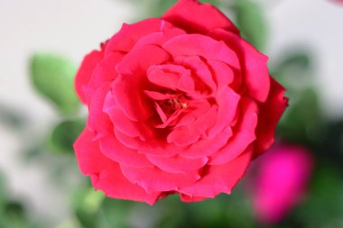 Ağaçtaki kırmızı gül.