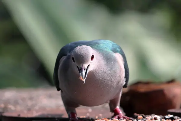 大きな鳥が食べ物を探しています 美しいダークブルーとグレーカラーの鳥 赤い目が付いている鳥 — ストック写真