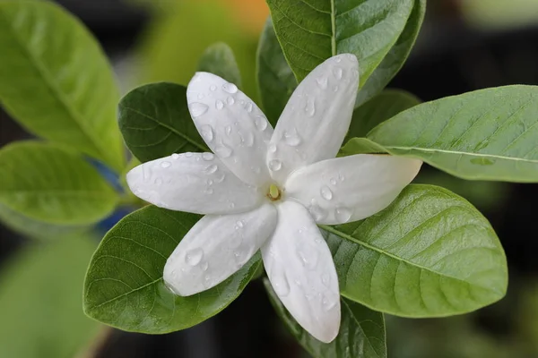Piękny Biały Kwiat Drzewie — Zdjęcie stockowe