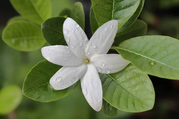 Piękny Biały Kwiat Drzewie — Zdjęcie stockowe