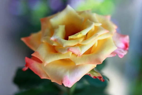 Nádherná Žlutá Růže Stromě — Stock fotografie