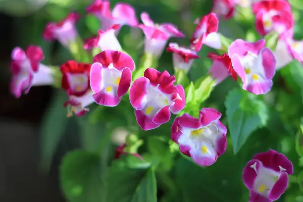 Vaaleanpunaiset Kukat Kukkakimppu Luonnossa — kuvapankkivalokuva