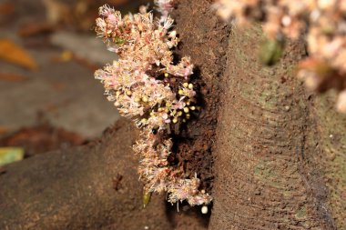 Doğanın şaşırtıcı küçük çiçekleri. Ağaç gövdesinden bir demet çiçek çıkar..