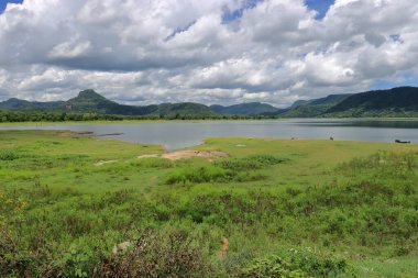Büyük bir ağaç ve manzaralı güzel yeşil bir park. 