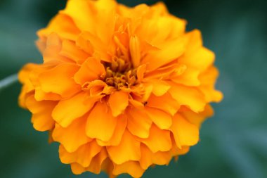 İnanılmaz doğa çiçeği makro yakın çekim fotoğrafı. Güzel Mary Gold çiçeği soyutlanmış