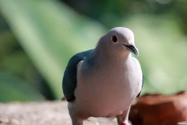Große Vögel Auf Nahrungssuche Schöne Dunkelblaue Und Graue Farbe Vogel — Stockfoto