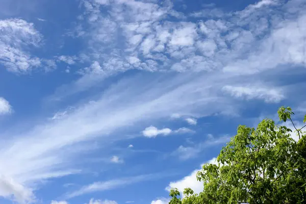 Yeşil ağaçlar ve panoramik mavi gökyüzü