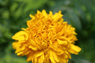 İnanılmaz doğa çiçeği makro yakın çekim fotoğrafı. Güzel Mary Gold çiçeği soyutlanmış