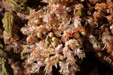 Ağaç gövdesinde bir demet çiçek yetişiyor. Doğanın şaşırtıcı küçük çiçekleri. Bir demet çiçek.