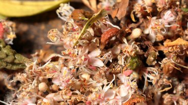 Ağaç gövdesinde bir demet çiçek yetişiyor. Doğanın şaşırtıcı küçük çiçekleri. Bir demet çiçek.