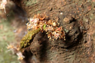 Ağaç gövdesinde bir demet çiçek yetişiyor. Doğanın şaşırtıcı küçük çiçekleri. Bir demet çiçek.