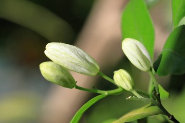 Ağaçtaki güzel beyaz çiçekler. Beyaz çiçekli makro fotoğraf