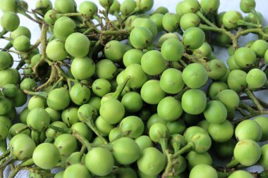 Turkey Berry - Thith Batu. Green vegetables on white background