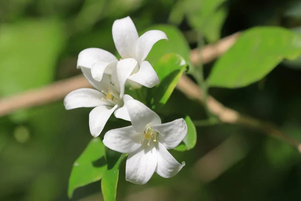 Beautiful small white flowers on the tree. White flower macro photo