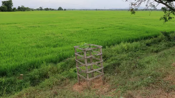 Zielone Pole Ryżowe Uprawa Ryżu — Zdjęcie stockowe