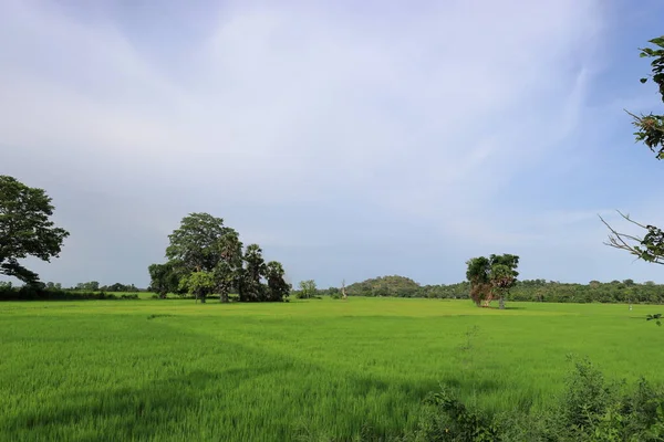 Зеленоватое Рисовое Поле Культивирование Риса — стоковое фото