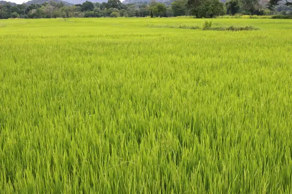 Зеленое Рисовое Поле Выращиванию Риса — стоковое фото