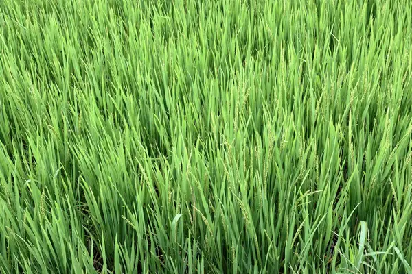 Зелене Паяльне Поле Вирощування Рису — стокове фото