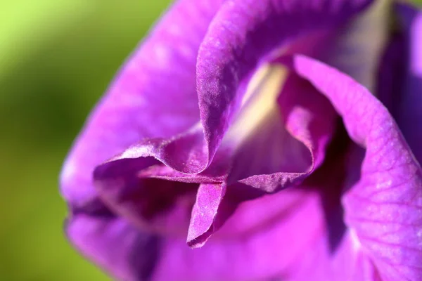 Блакитна Квітка Ізольована Фоні Природи — стокове фото