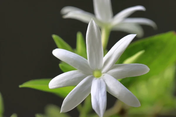 Hvid Blomst Isoleret Naturen Baggrund - Stock-foto