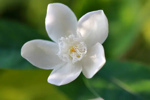 white flower isolated on nature background.