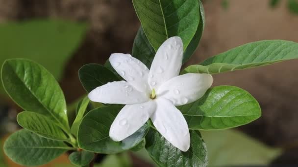 Increíbles Flores Blancas Primer Plano Vídeo Cámara Lenta Naturaleza Flores — Vídeo de stock