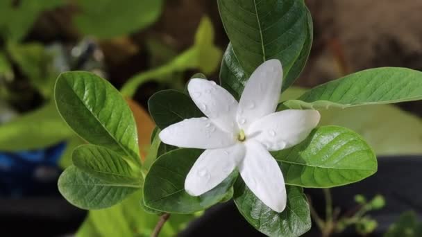 神奇的白花特写慢镜头 大自然的花朵宏图 — 图库视频影像