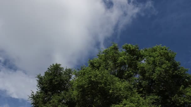 Bulutlu Mavi Gökyüzü Arkaplanı Yeşil Ağaçlar Panoramik Mavi Gökyüzü — Stok video