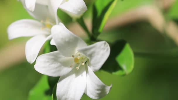 Καταπληκτικό Λευκό Λουλούδια Closeup Βίντεο Αργής Κίνησης Φύση Λουλούδια Μακροεντολή — Αρχείο Βίντεο