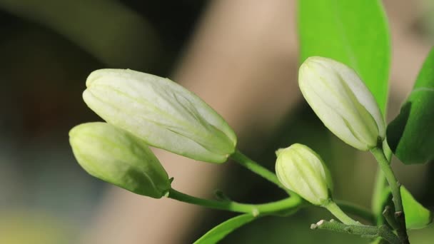 Niesamowite Białe Kwiaty Zbliżenie Slow Motion Wideo Natura Kwiaty Makro — Wideo stockowe