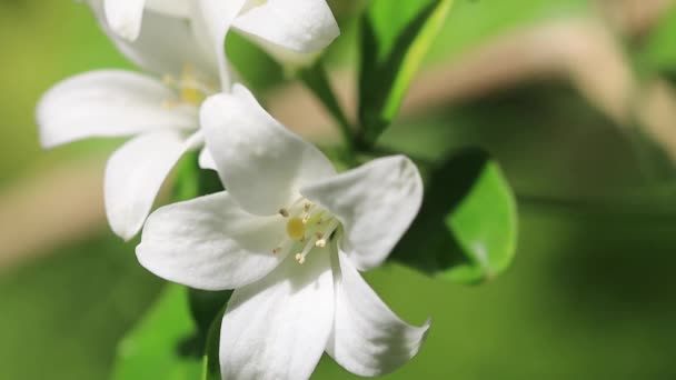 Fehér Virág Videó Fehér Virág Elszigetelt Fán — Stock videók