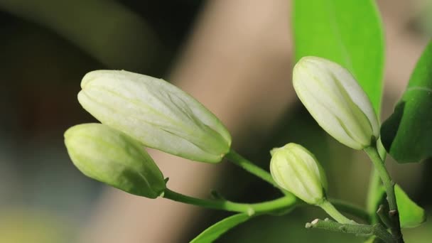 Erstaunliche Weiße Blumen Nahaufnahme Zeitlupe Video Makrovideo Natur Blüht — Stockvideo