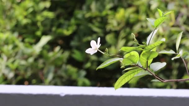Βίντεο Λευκά Λουλούδια Λευκό Λουλούδι Απομονωμένο Στο Δέντρο — Αρχείο Βίντεο