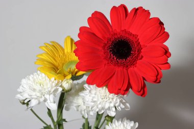 Beyaz arka planda güzel renkli Gerbera çiçekleri.