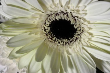 Beyaz gerbera çiçeği yalıtılmış