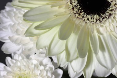 Beyaz gerbera çiçeği yalıtılmış