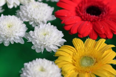 Suyun üzerinde yeşilimsi arka planda yüzen renkli gerbera çiçekleri.