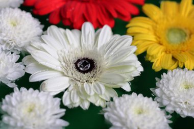 Suyun üzerinde yeşilimsi arka planda yüzen renkli gerbera çiçekleri.