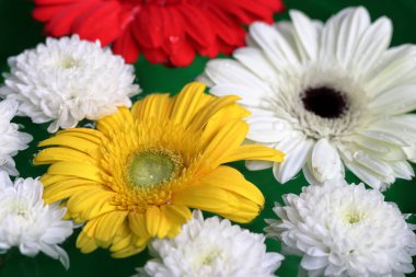 Suyun üzerinde yeşilimsi arka planda yüzen renkli gerbera çiçekleri.