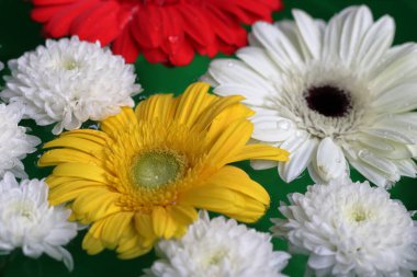 Suyun üzerinde yeşilimsi arka planda yüzen renkli gerbera çiçekleri.
