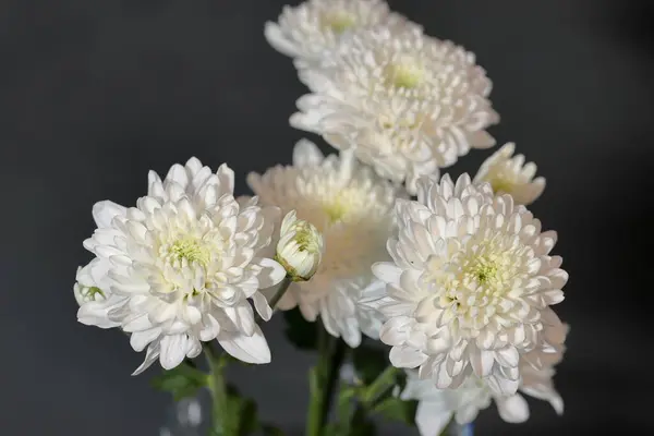 Branco Crisântemo Flores Close Macro Foto — Fotografia de Stock
