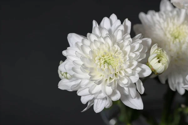 Beyaz kasımpatı çiçekleri yakın plan makro fotoğraf